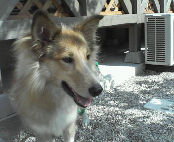 我が家の木々たち【春まだ遠し】