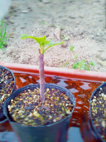 t02200293_0800106713620766731