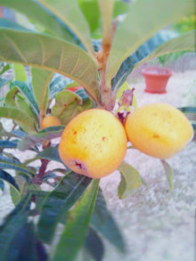 t02200293_0800106713692315384