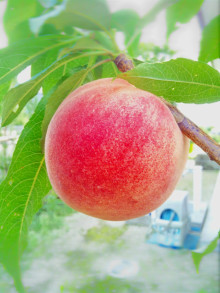 t02200293_0800106713692316033