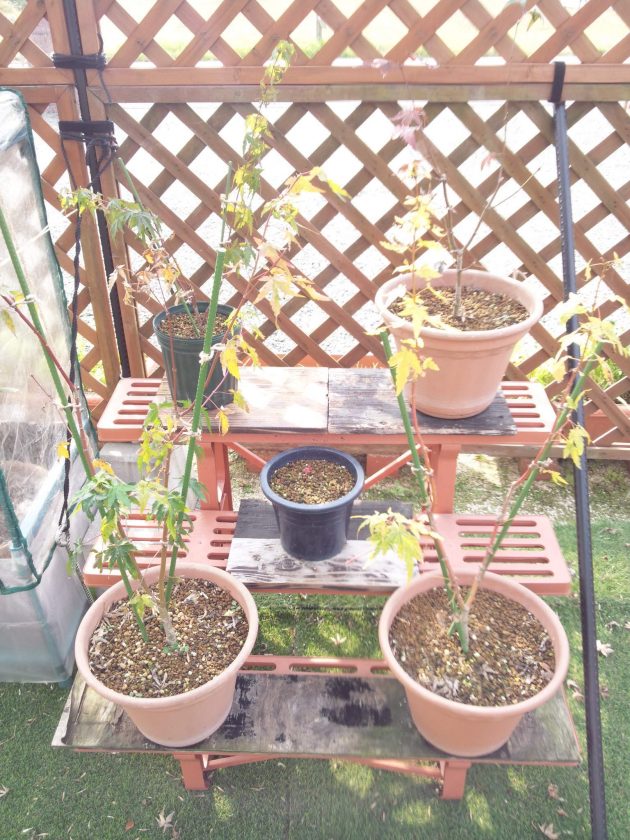 %e4%b8%ad%e5%9c%92%e3%80%80%e2%91%a5