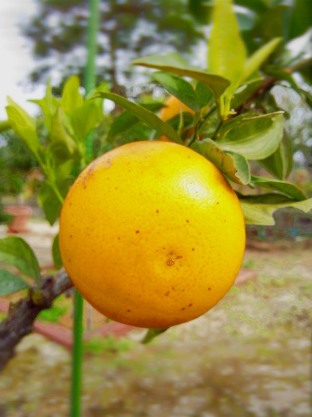 %e4%b8%ad%e5%9c%92%e3%80%80%e2%91%a1