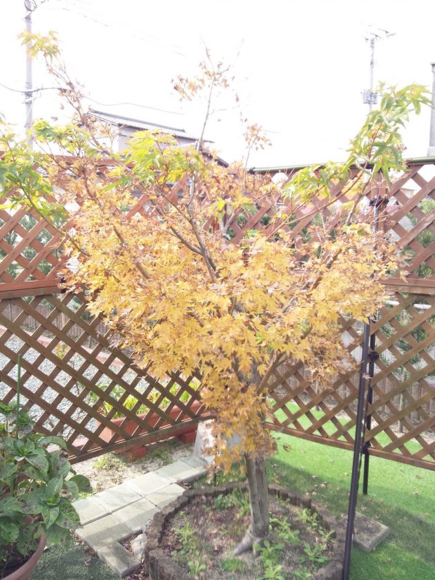 %e4%b8%ad%e5%9c%92%e3%80%80%e2%91%a3