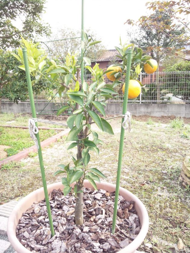 %e4%b8%ad%e5%9c%92%e3%80%80%e2%91%a0