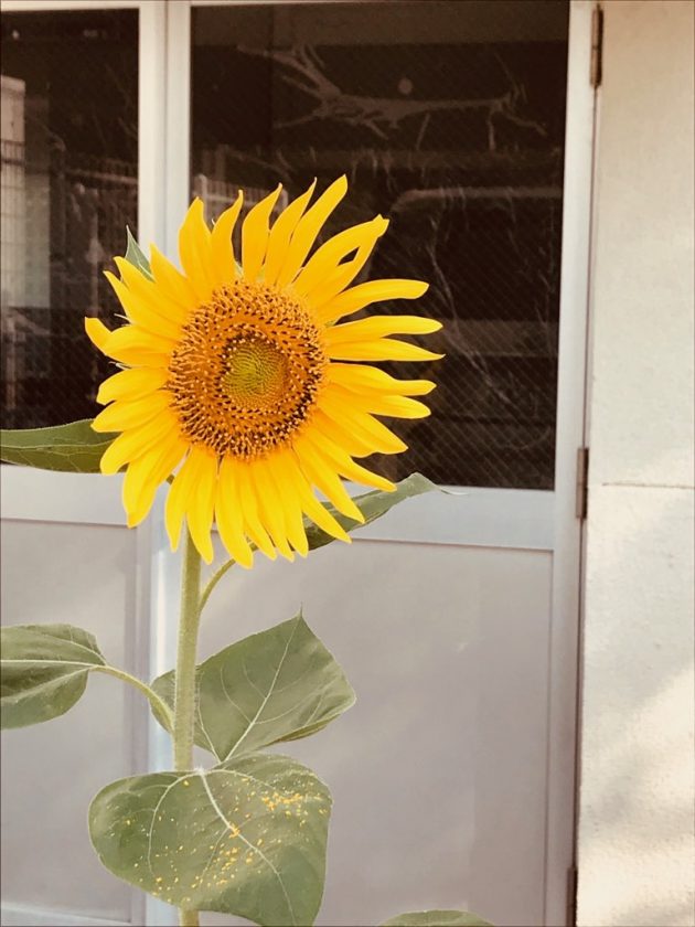 夏といえば・・・