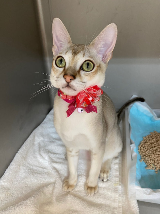 「2019年は終わらないらしいよ」　　「え？本当？」