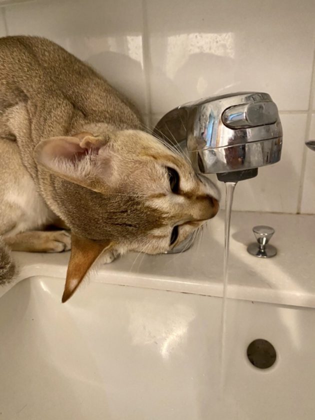 半オンスの拳がうけてる