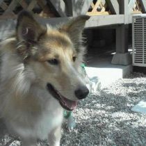 我が家の木々達：夏野菜～